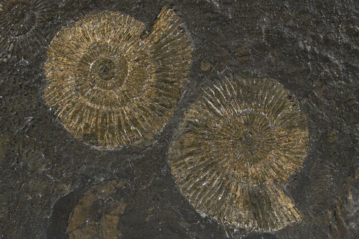 Fossil Ammonite (Dactylioceras) Cluster - Posidonia Shale, Germany #305718